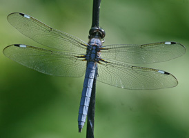 Spangled Skimmer